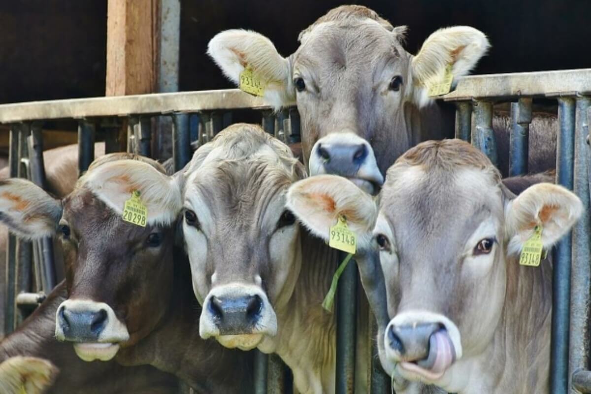 ビナミルクと双日、ベトナム最大級となる牛肉農場・加工施設を着工