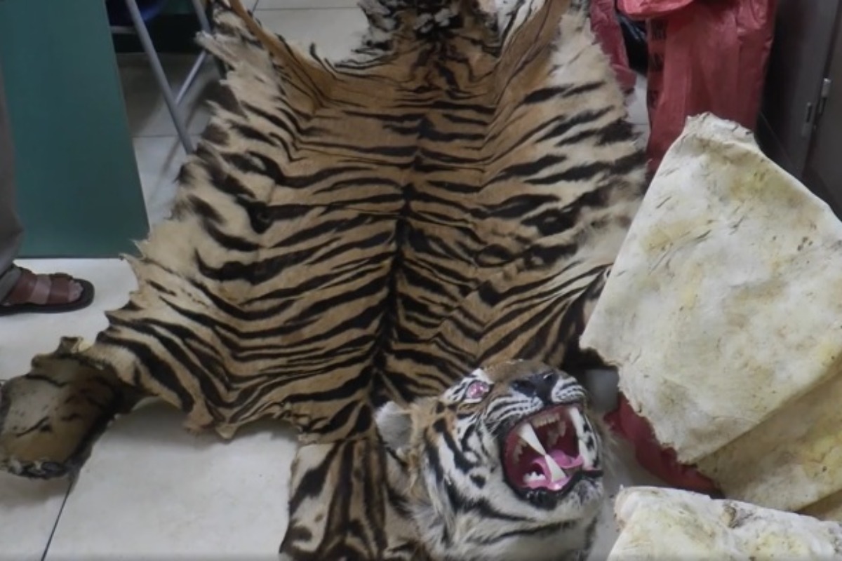 ハノイ市でタクシーからトラの皮、違法に飼育された個体か