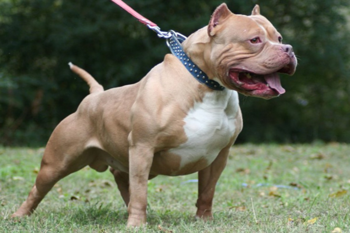 カマウ省で狂犬病の犬が3歳児を襲撃、舌半分が引き裂かれる