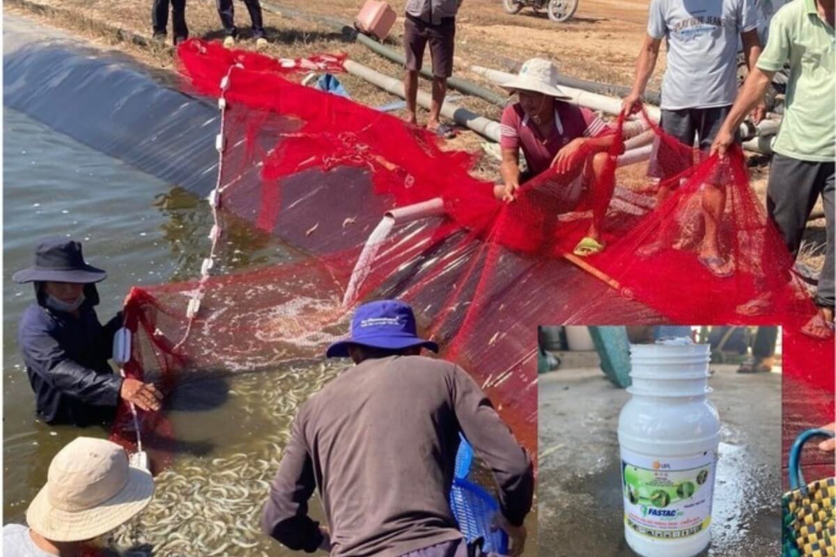 浮気した妻への復讐、夫が約11トンのエビを死滅させる