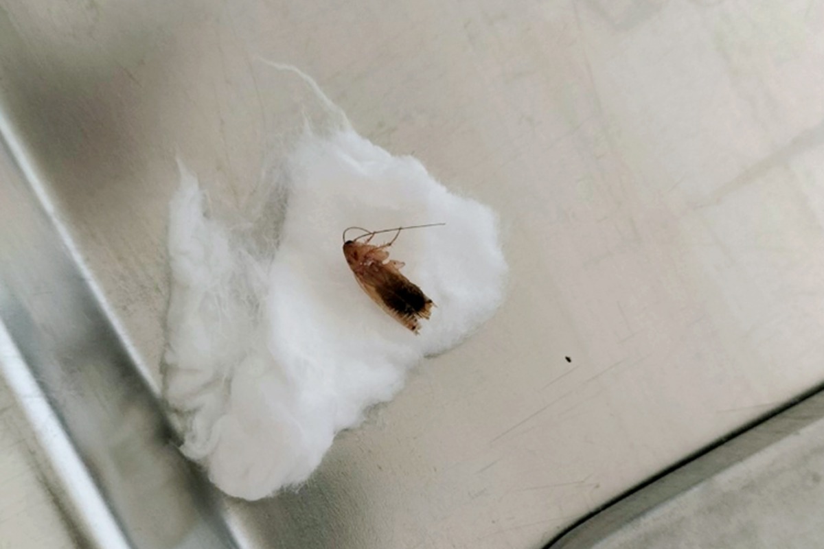 耳 の 中 に ゴキブリ