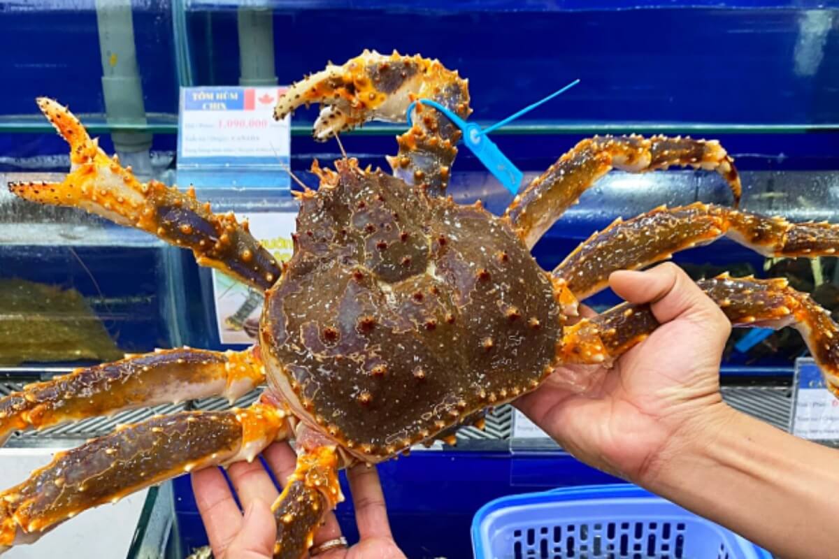 ベトナムのタラバガニ価格、供給減少で過去最高値に