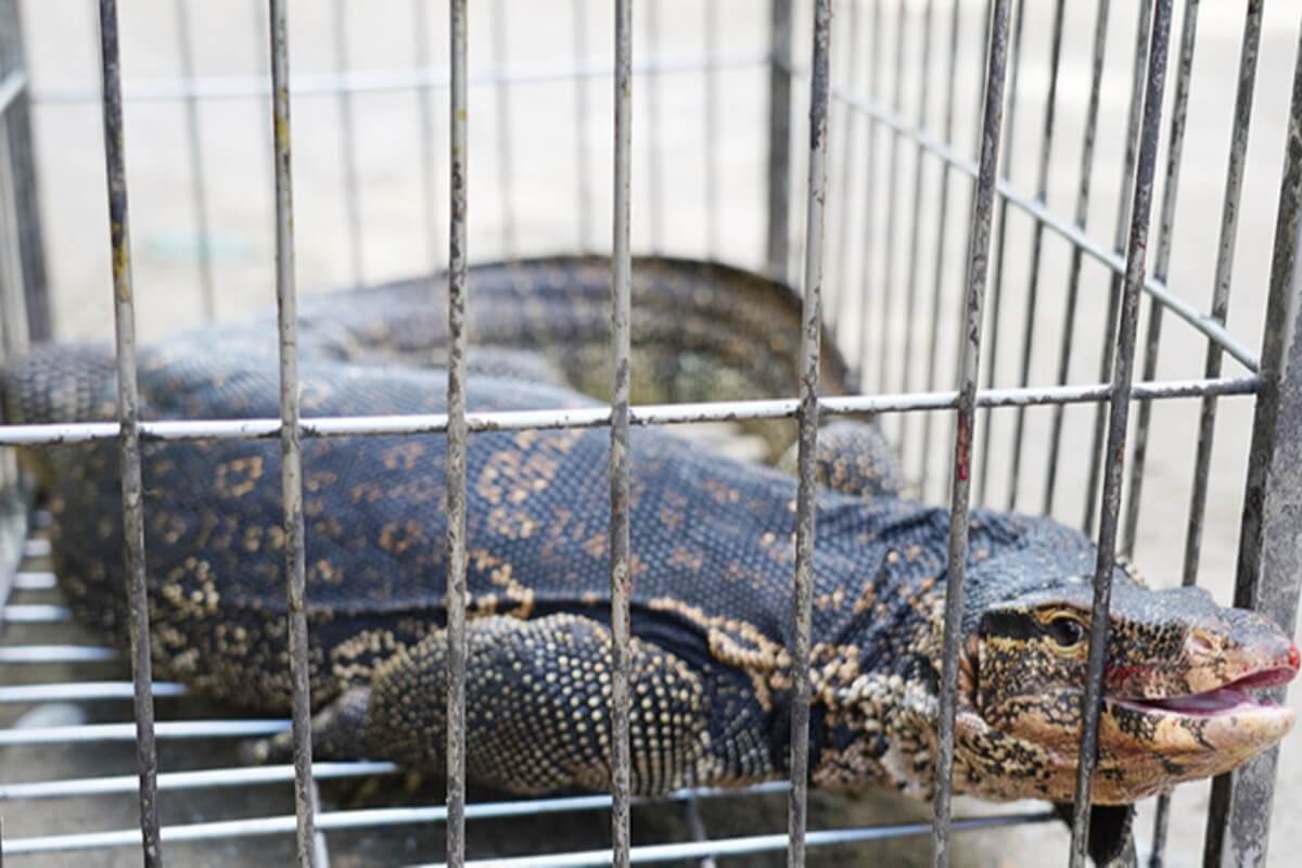 15キロを超える巨大なイグアナ、民家に侵入して捕獲