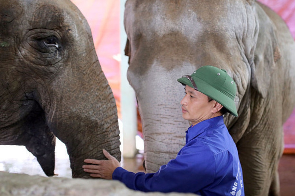 ハノイ動物園の鎖に繋がれたゾウ、解放を求める動きが拡大
