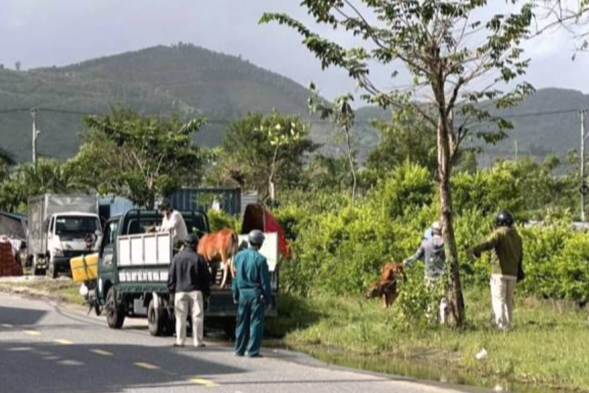 ダナンの牛放牧問題、水牛や牛の捕獲に部隊を派遣