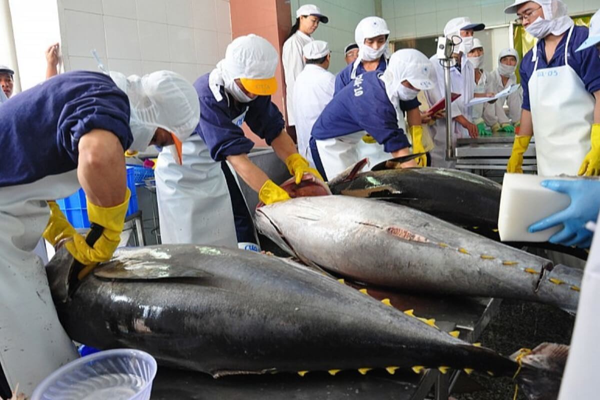 英国へのマグロ輸出が急減、ベトナムの水産業に打撃