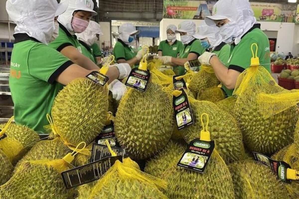 ベトナム産ドリアンと唐辛子が基準値超過、日本で5トン以上を廃棄
