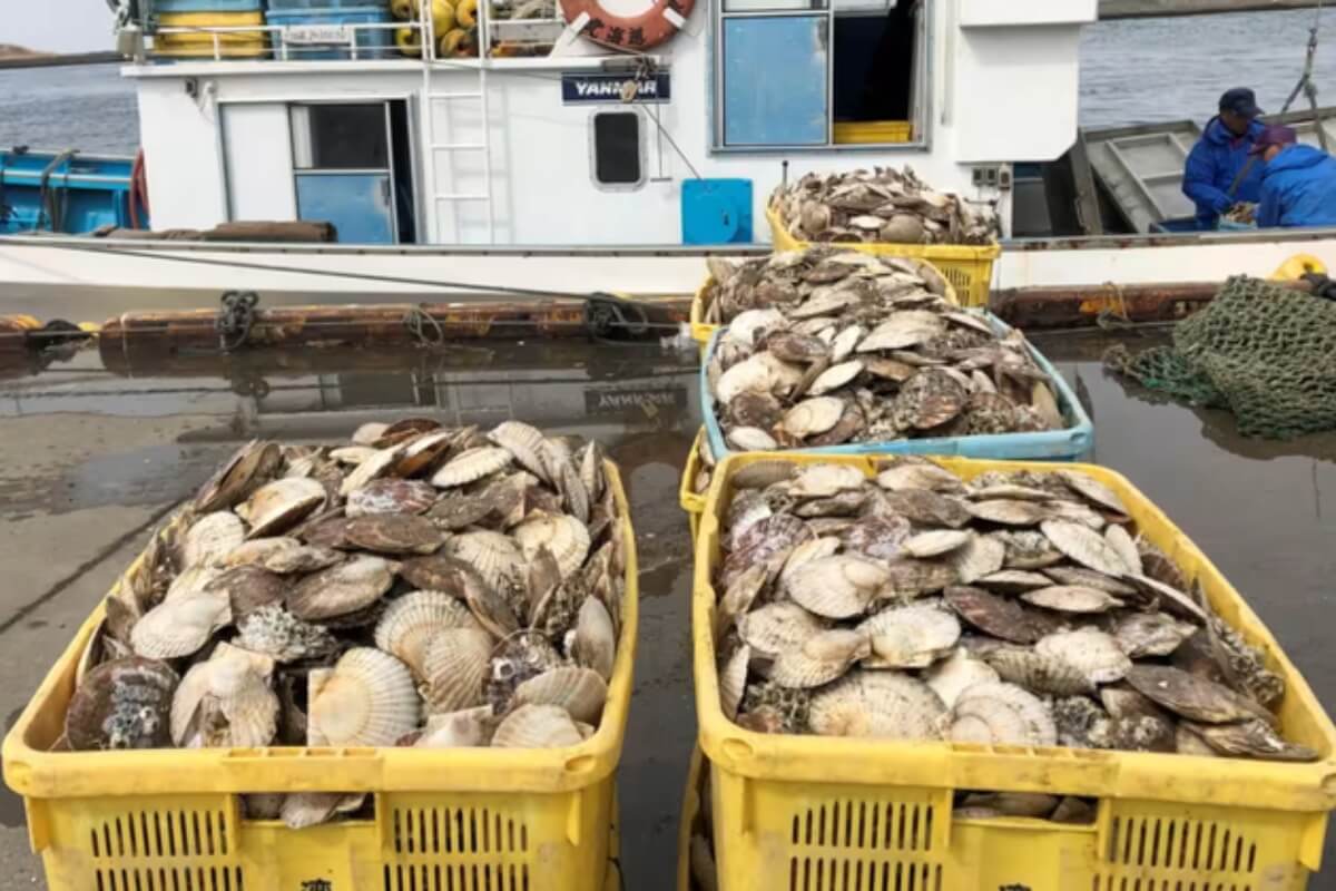 北海道産ホタテ、中国の輸入禁止を受けてベトナムで加工
