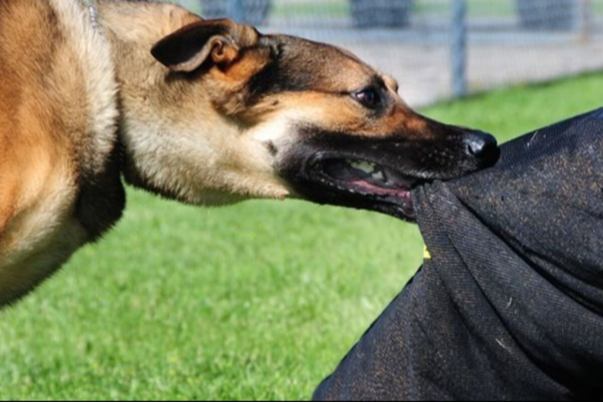 犬に噛まれたことに気が付かなかった男性、3か月後に死亡