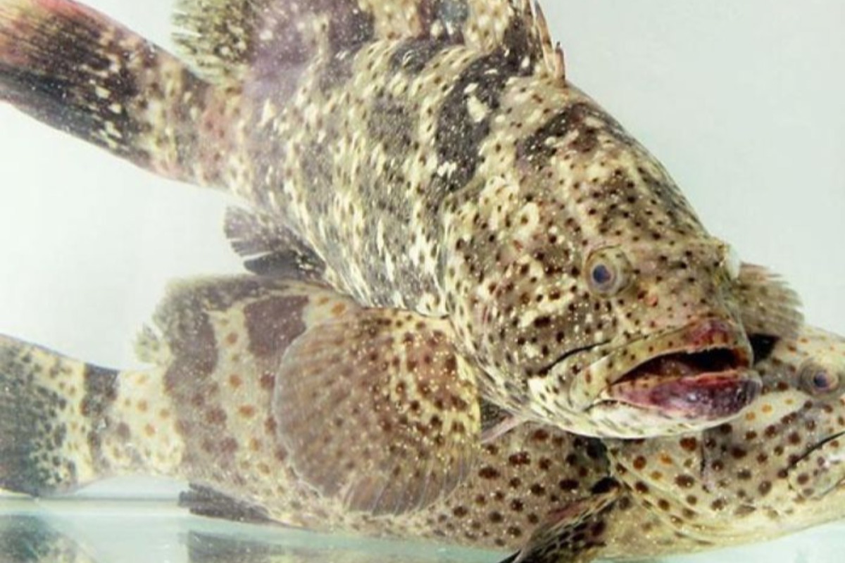 会社のテトギフトに高級魚、約48億ドンを投じたギフトが話題に
