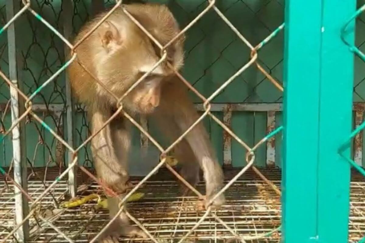 ホーチミンのカフェにサル出現、従業員が怪我を負う