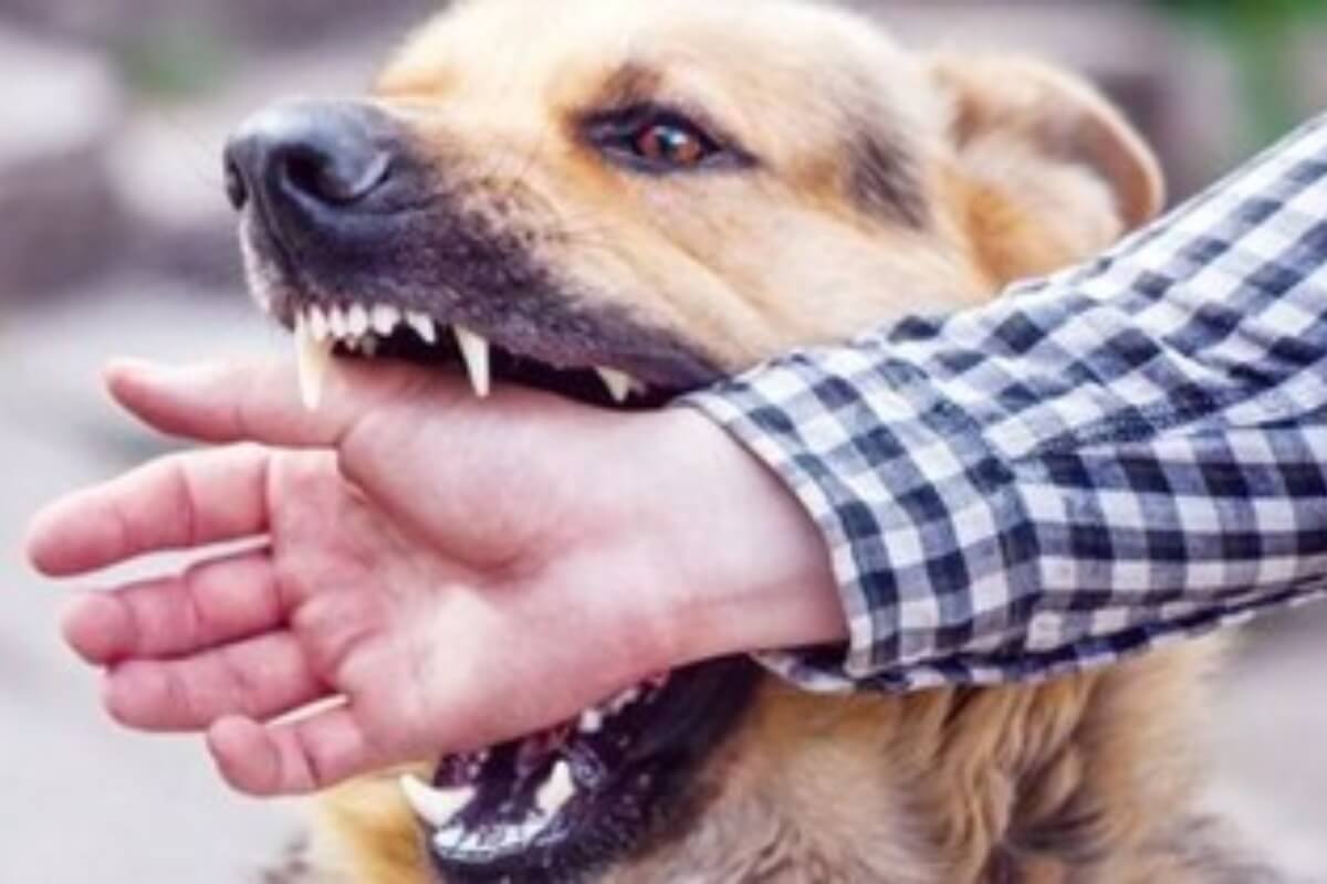 老舗犬肉店の店主、狂犬病で死亡