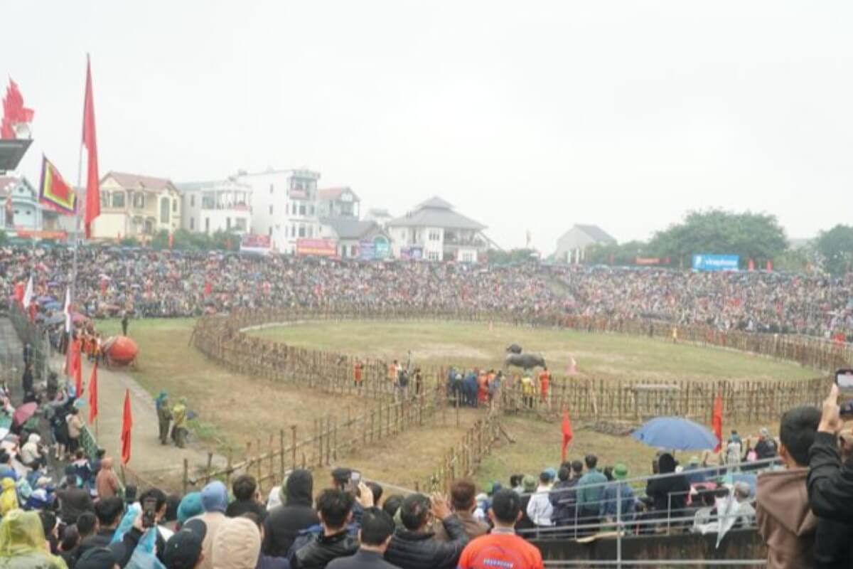 ヴィンフックで水牛の闘牛祭り、数千人が観戦