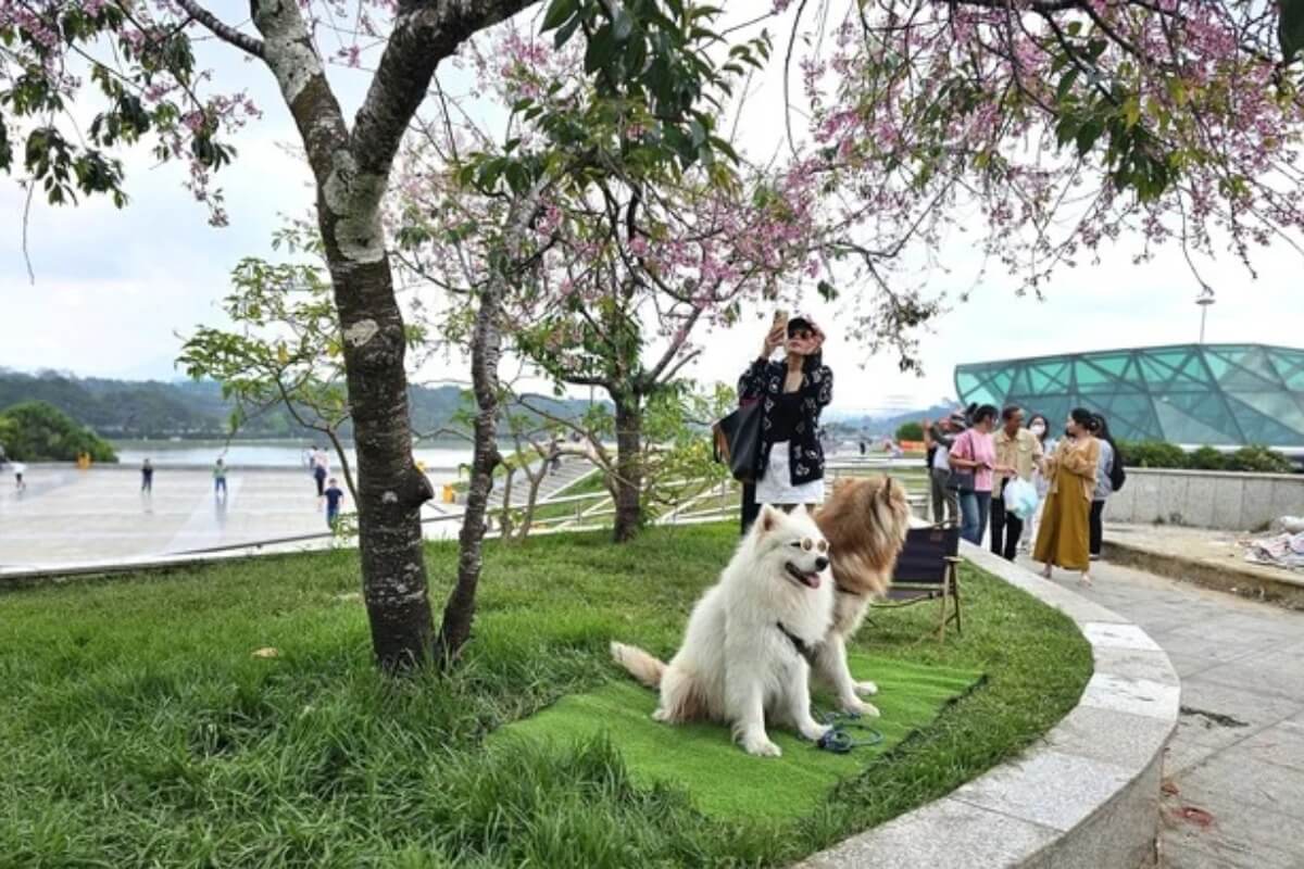 大型犬で桜の木を占拠、撮影料要求の飼い主に罰金