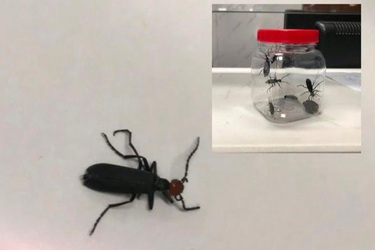 夕食に揚げた昆虫、3人が中毒で搬送