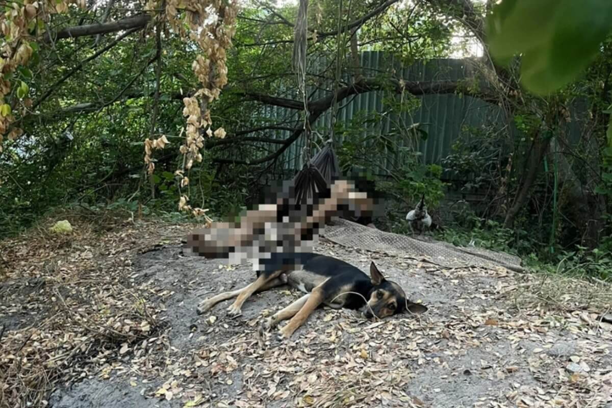 トゥードゥックの墓地で酒盛り、男性の遺体を発見