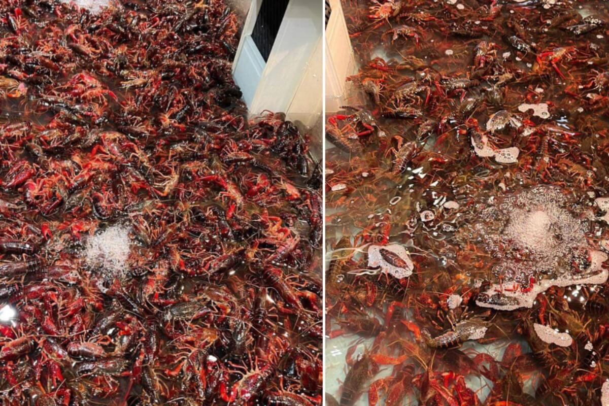 中国産のアメリカザリガニが拡散、生態系破壊に懸念