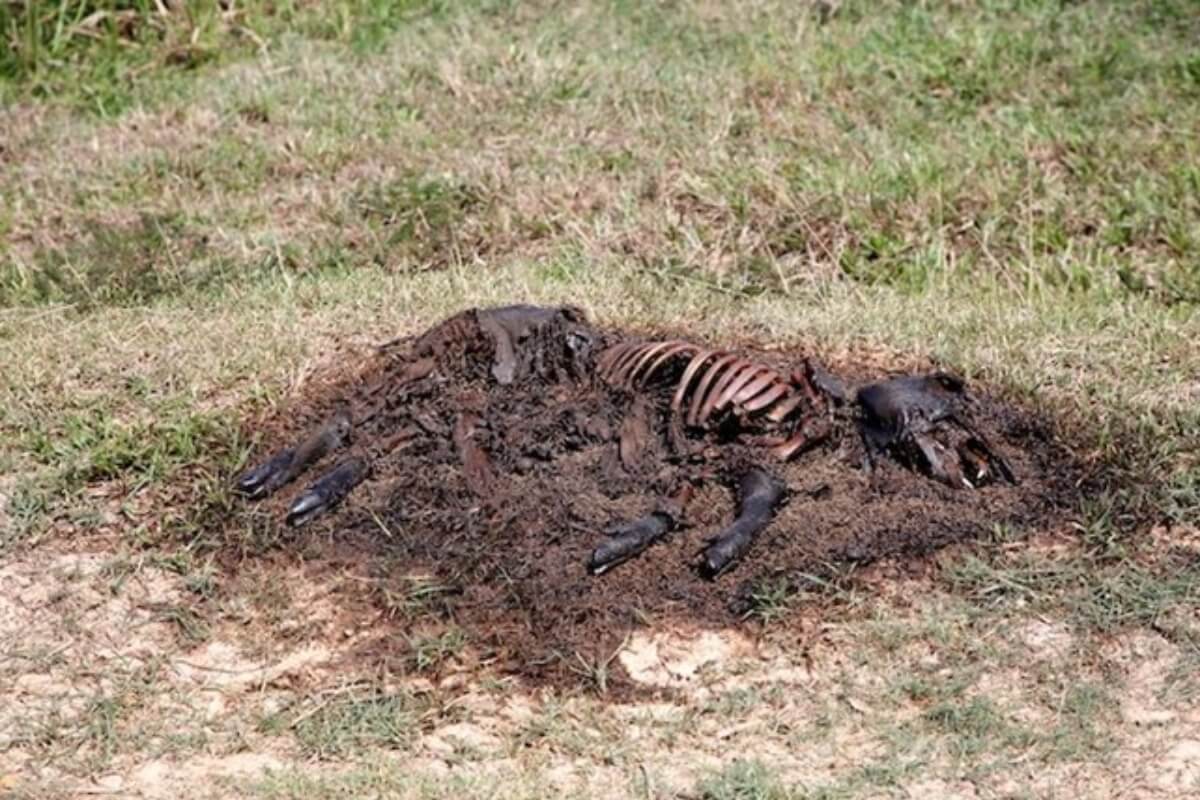 繰り返し捨てられる豚の死骸、住民が強烈な悪臭に辟易