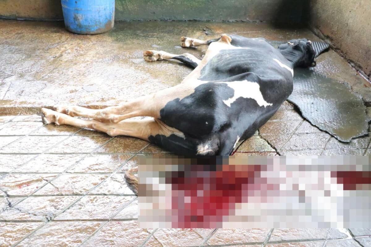 ラムドンで約70頭の乳牛が死亡、獣医当局がワクチン接種を停止