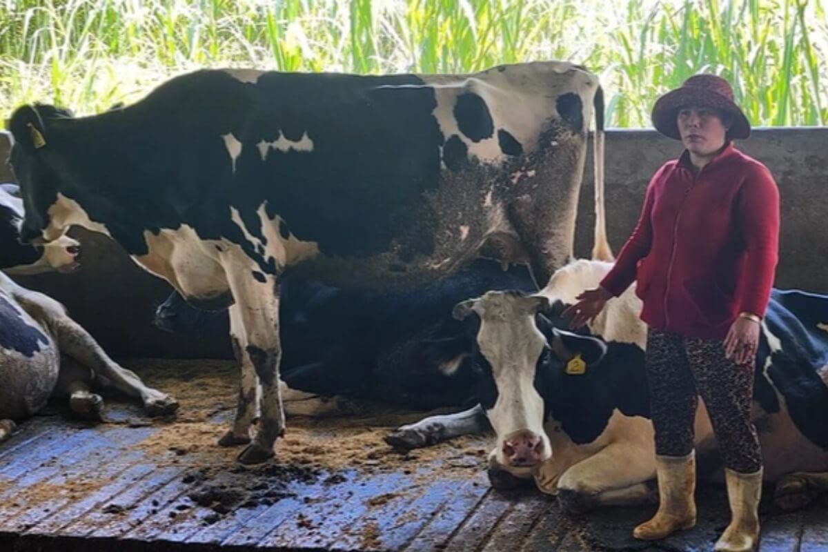 ラムドンで200頭超の乳牛が死亡、原因は皮膚病ワクチン