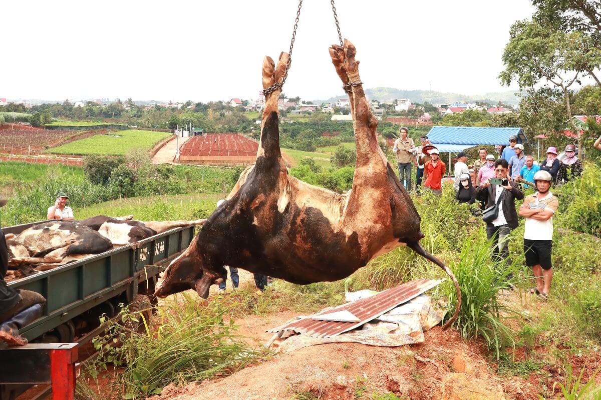 ラムドンで乳牛の死亡が300頭以上、下痢発症は約6000頭