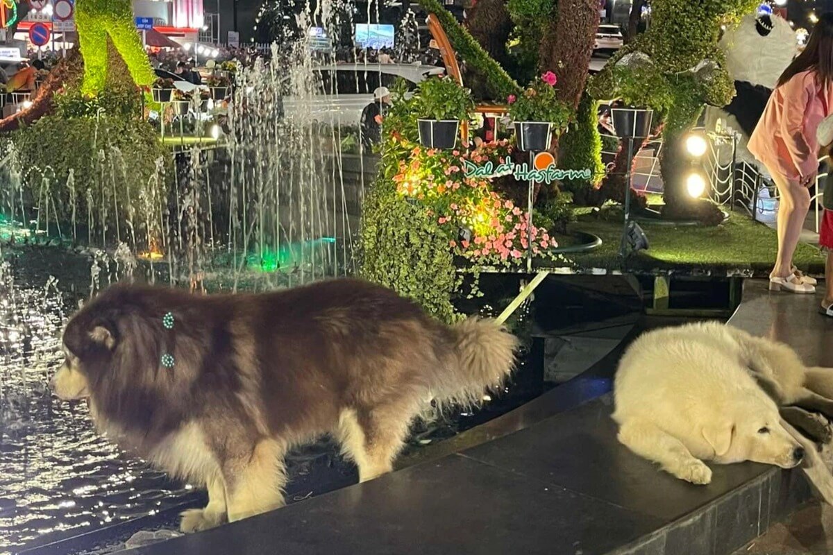 ダラットの記念撮影サービス、犬の虐待で大炎上