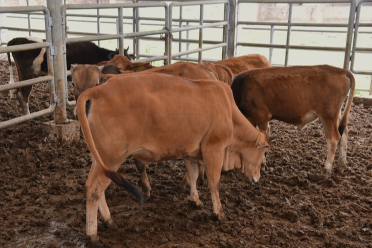ベトナムの肉類輸入額、1ヶ月で約10兆ドンに到達