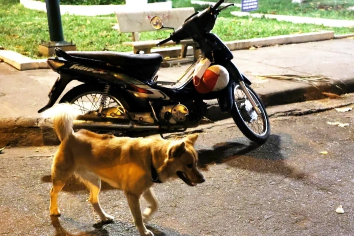 ドンナイで狂犬病が多発、ワクチン接種を緊急展開