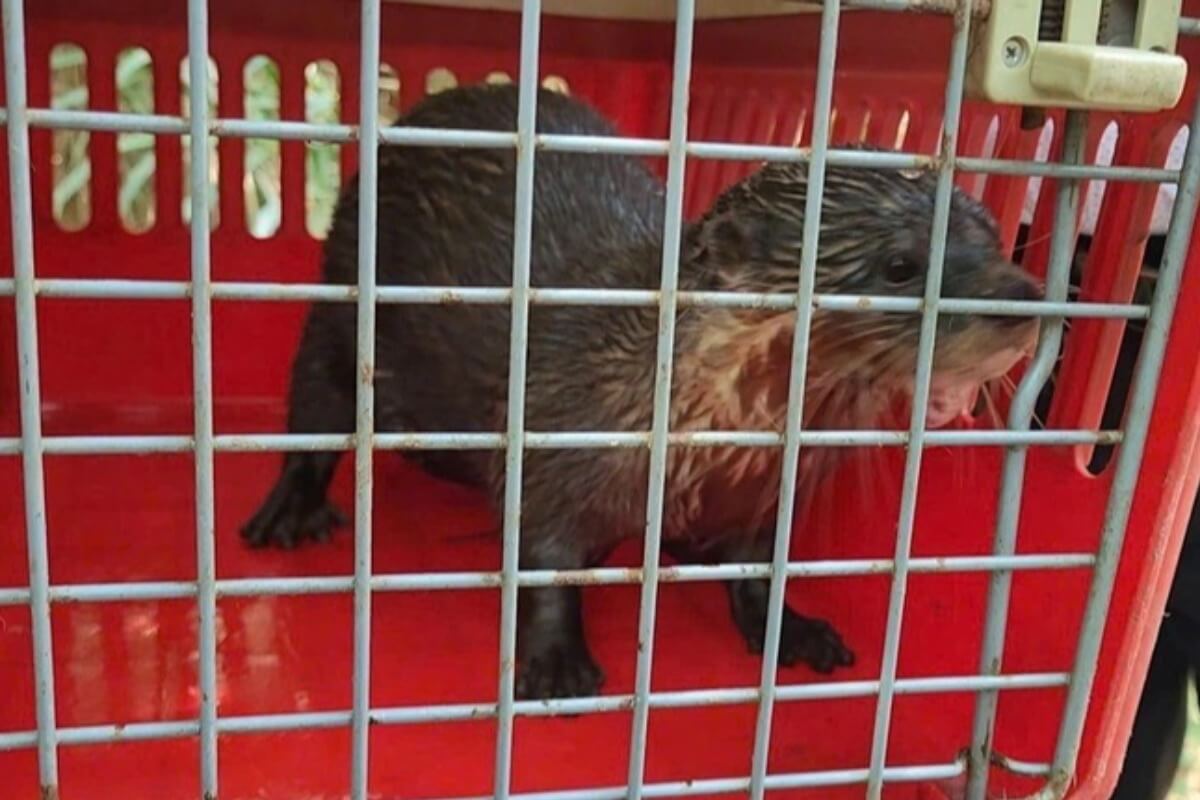 カワウソの飼育は違法、被告に懲役1年の実刑