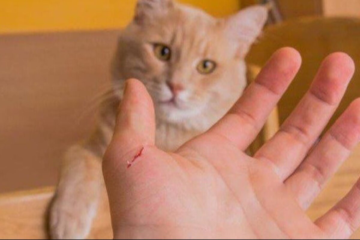 野良猫に注意、咬まれた男性が狂犬病で死亡