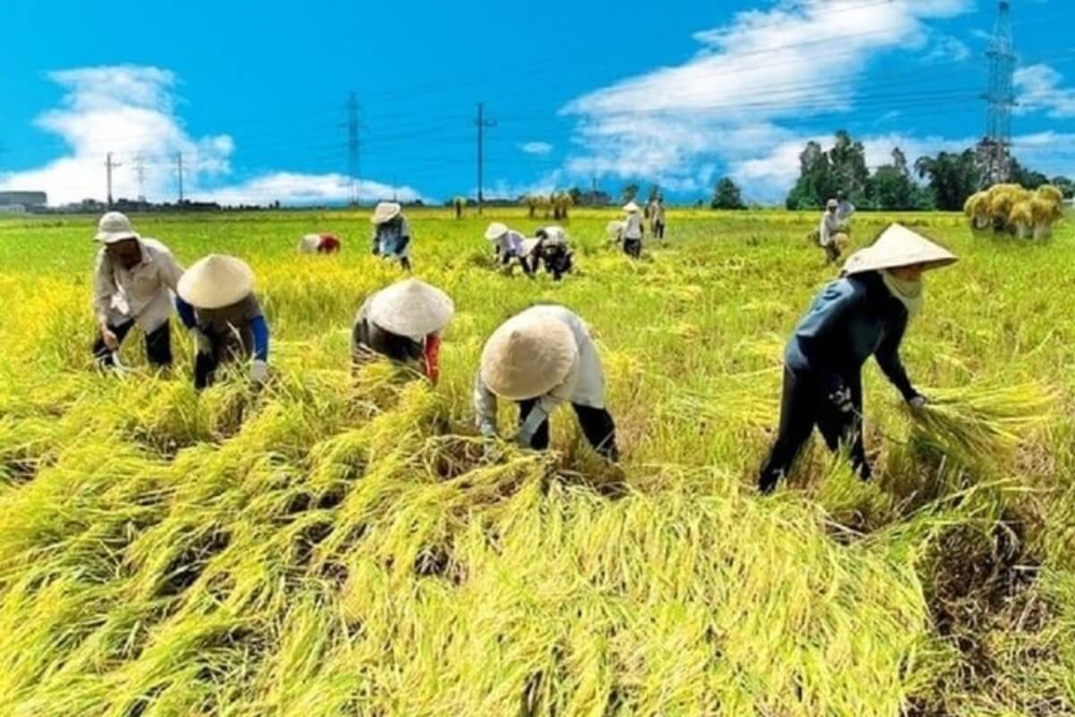 世界的なコメ価格下落、ベトナム米は競争力を維持