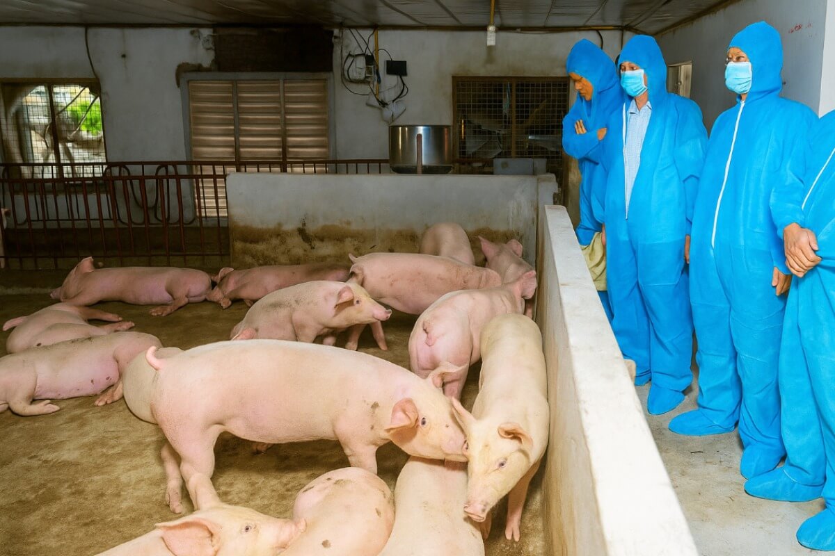 ベトナムで豚熱が再拡大、約65万頭の豚を処分