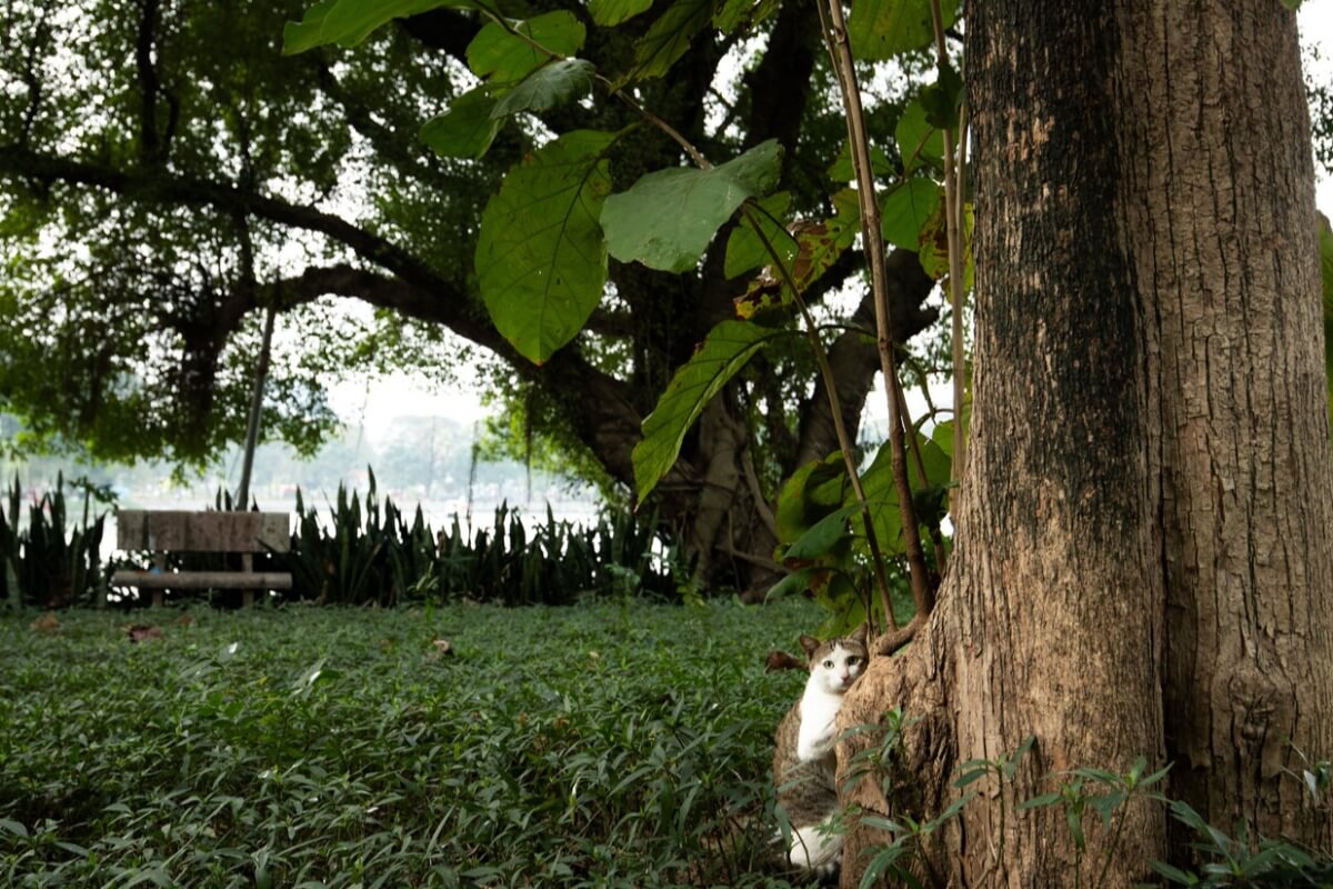知られざるハノイの“猫の島”、統一公園内で静かな人気スポットに