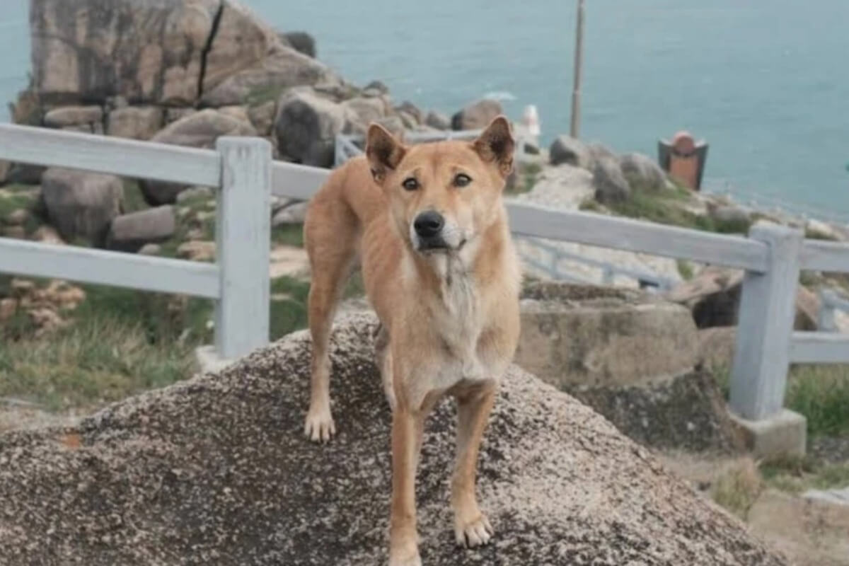 5つ星評価相次ぐ案内犬ヴァン、自然と人情味あふれる名所で注目