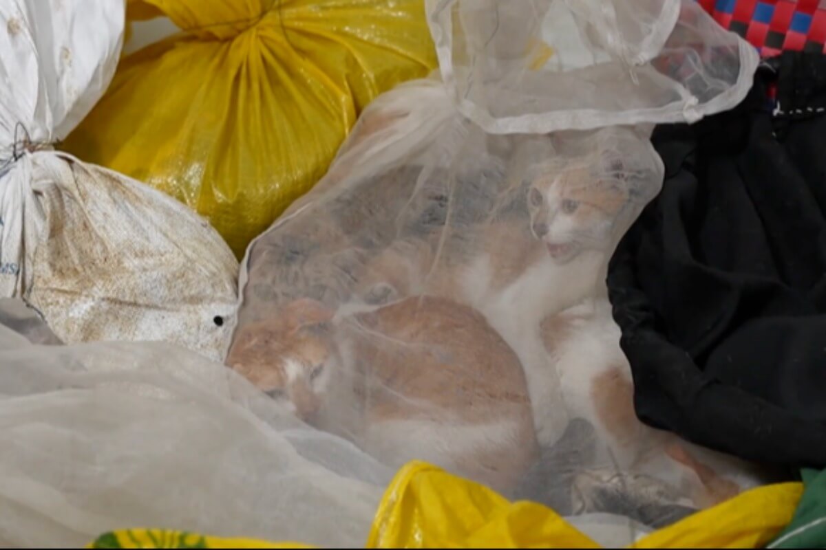 ペット愛好家は注意、ホーチミンで犬猫窃盗団を摘発