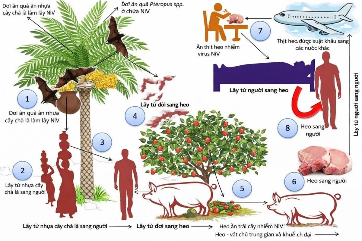 ベトナムのコウモリからニパウイルス抗体、感染拡大の可能性は低いとの見解