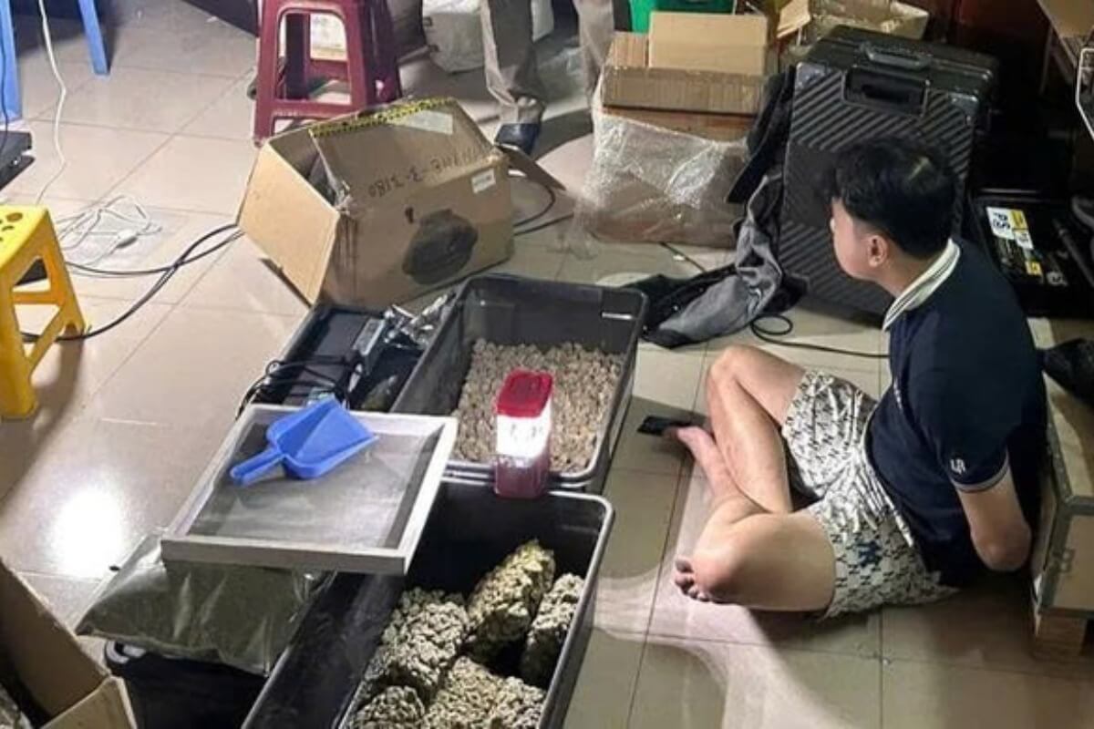 ダナンで過去最大規模、大麻栽培拠点を摘発