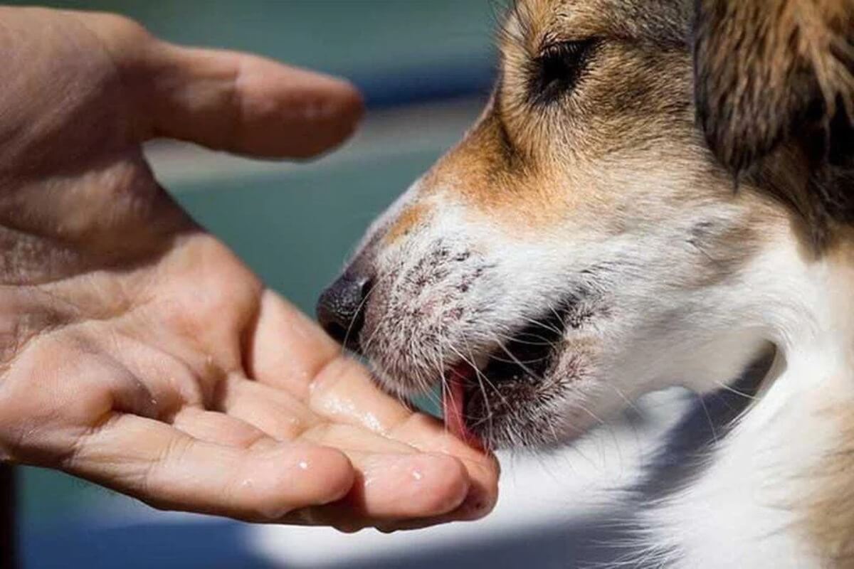 愛犬家男性の可哀想な現実、何故か噛まれ続ける異例の事態