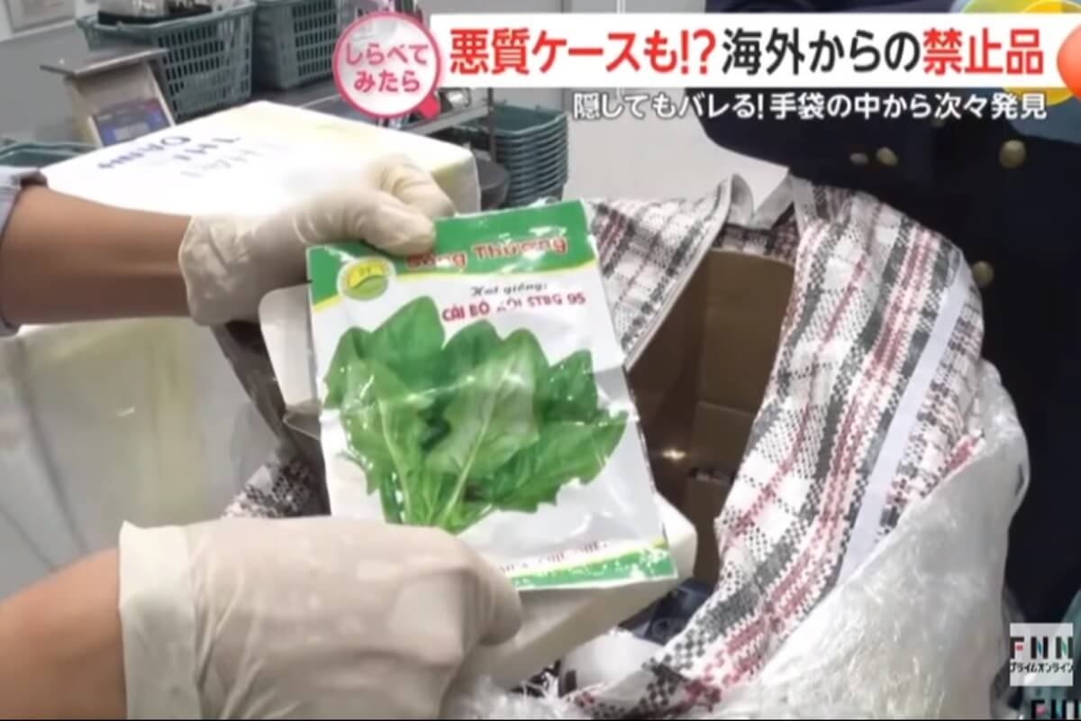 ベトナムから種子密輸未遂、成田空港で女性を摘発