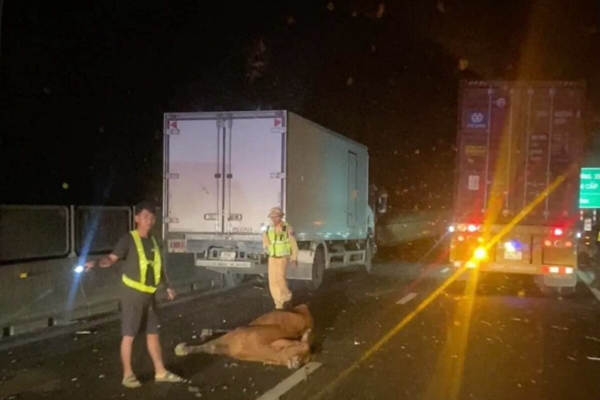 トラックの落とし物は牛の群れ、高速道路で交通が一時混乱