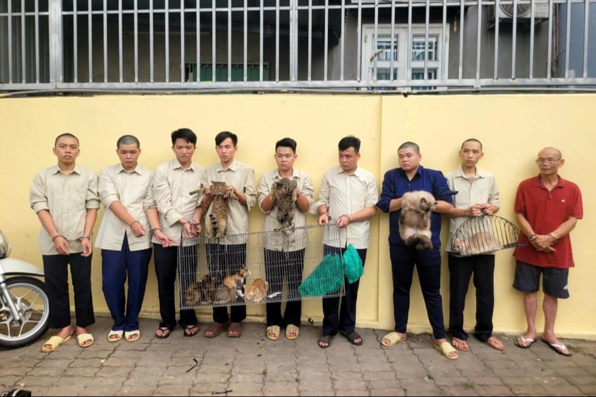 揚げ鶏を罠に猫を窃盗、HCMCで大規模窃盗団を摘発
