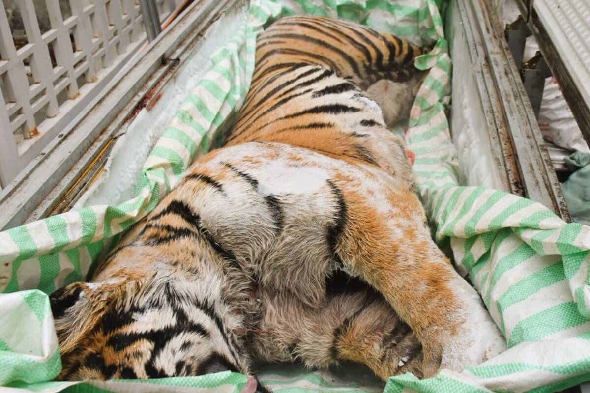 タインホアでトラ2頭を押収、各地で希少野生動物の違法事案相次ぐ