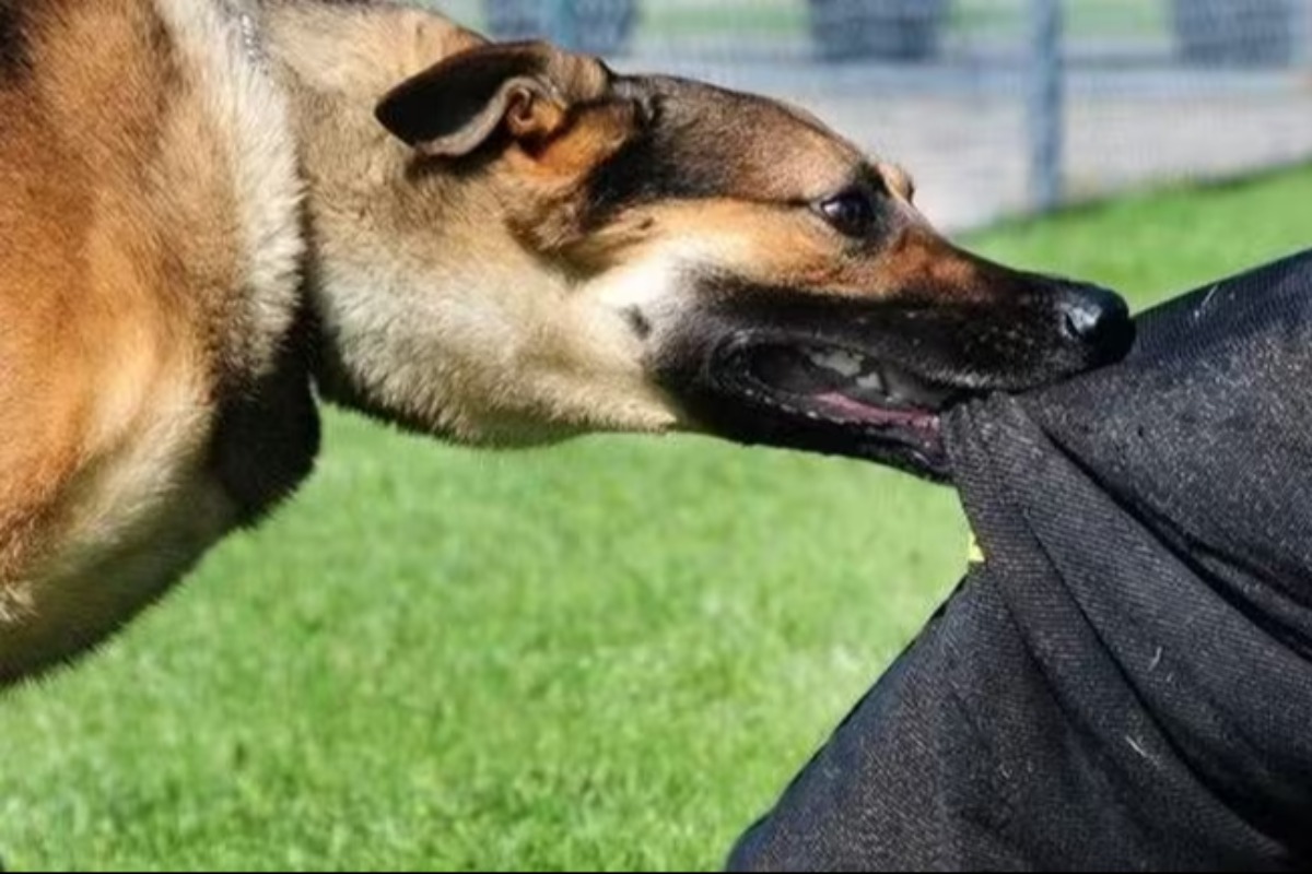 放し飼い狂犬病犬に注意、ホーチミンで男性死亡