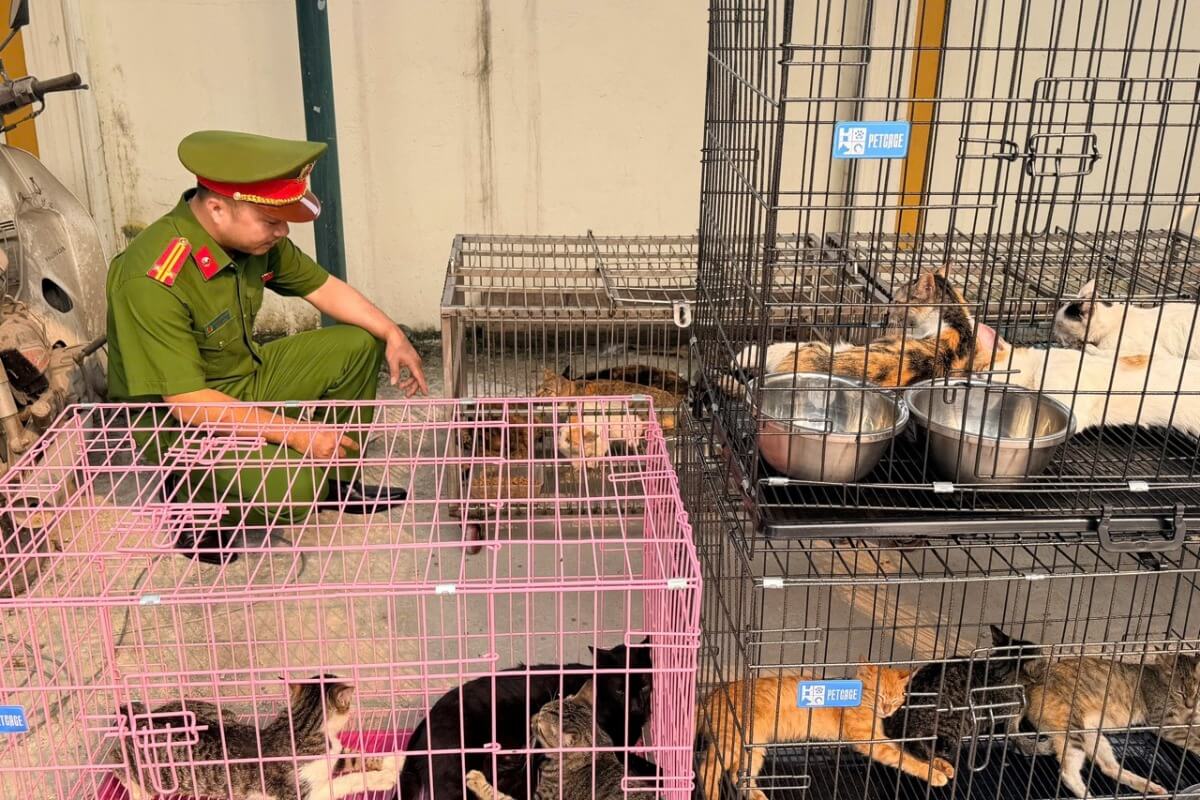 猫300匹以上が食肉ルートへ、ハノイで窃盗グループ摘発