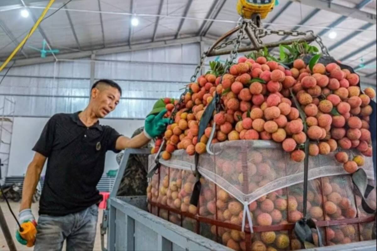 ライチ不作で価格高騰、1kg21万ドンの異常事態