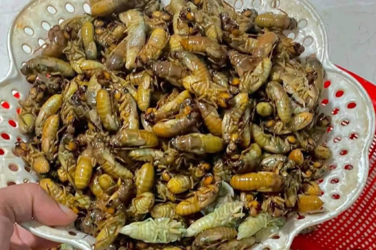 セミを食べて集団中毒、山間部で相次ぐ健康被害