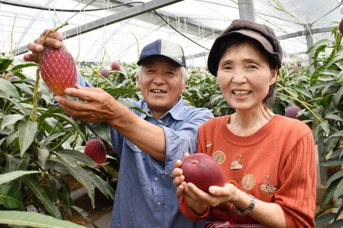 クチで日本産マンゴー初収穫、高付加価値農業に道
