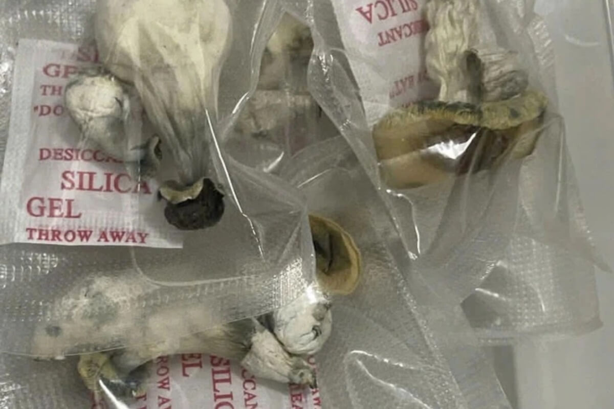 SNSで拡散する幻覚薬物、マジックマッシュルーム密売組織を摘発