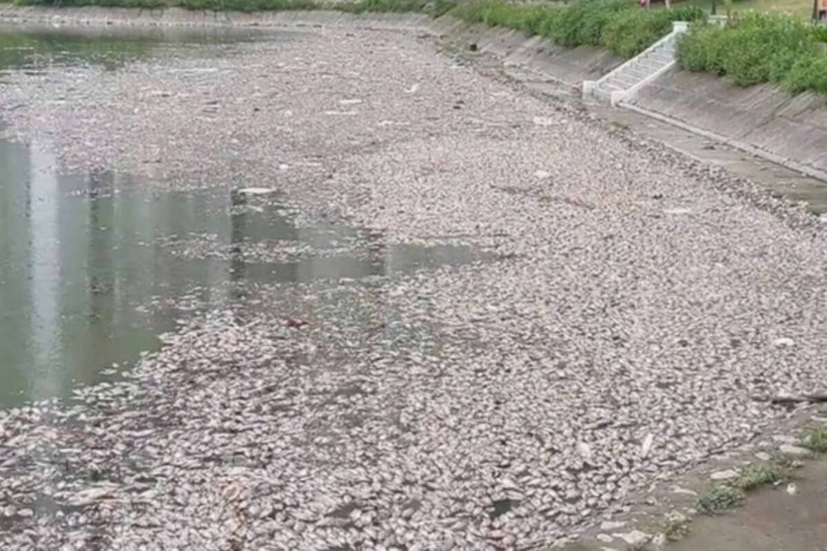 湖面覆う死魚の群れ、ハノイの公園で異常事態発生