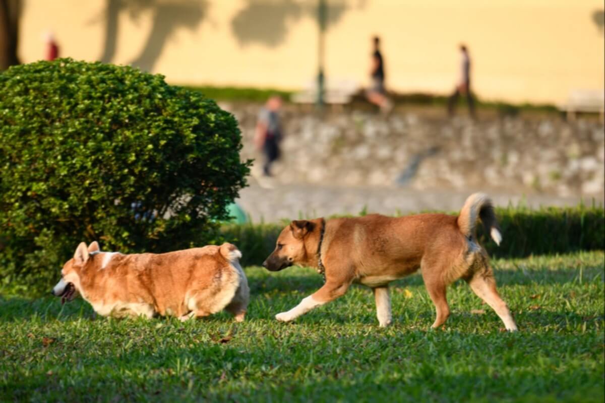 犬に口輪なしで罰金、ベトナムが最大200万ドンの新規制導入